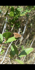 Junonia neildi varia