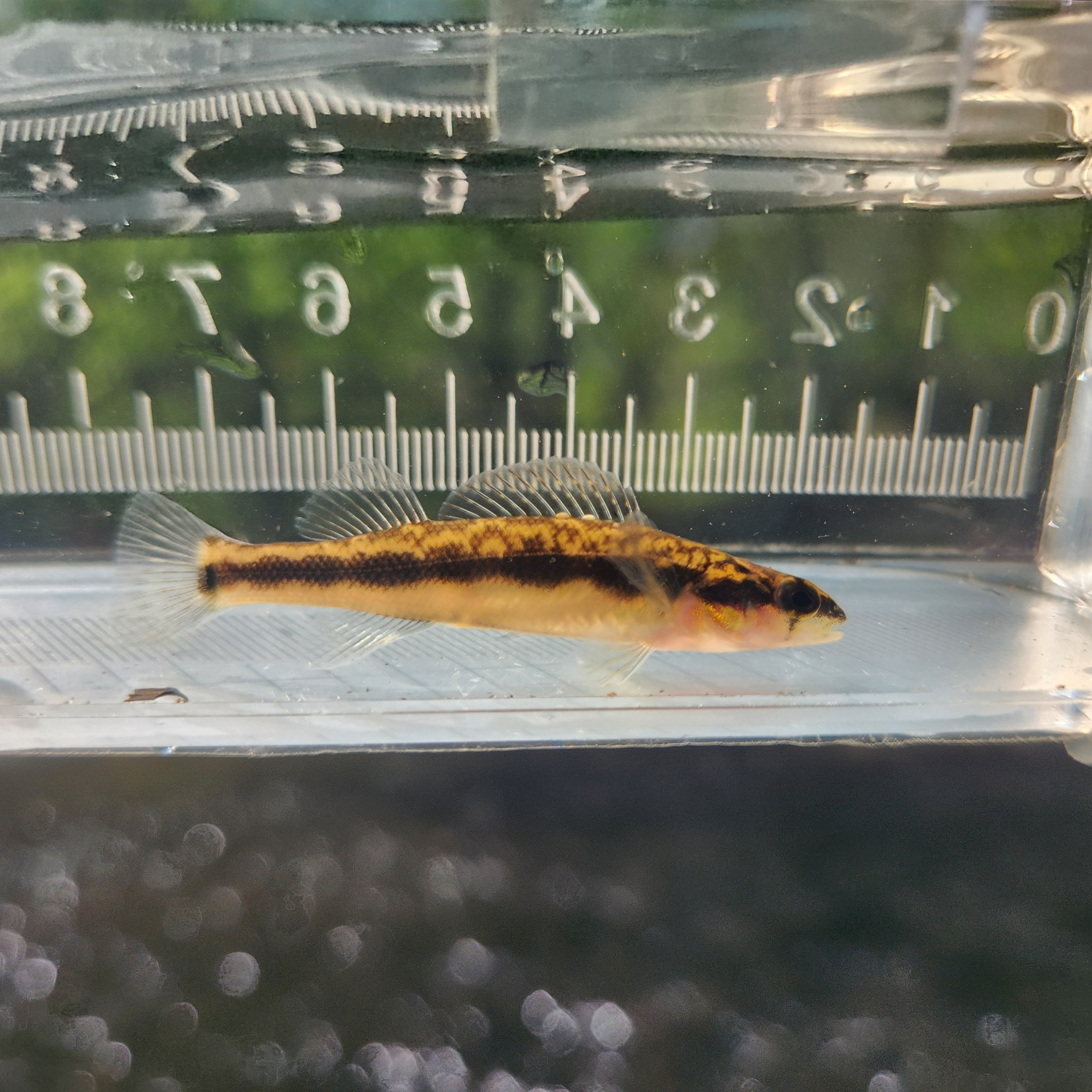 Stripeback Darter photo 6