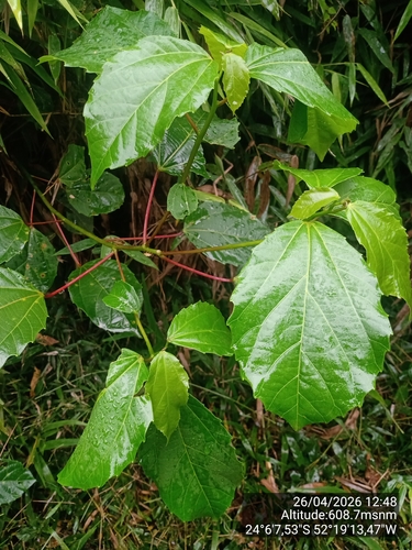 Alchornea triplinervia