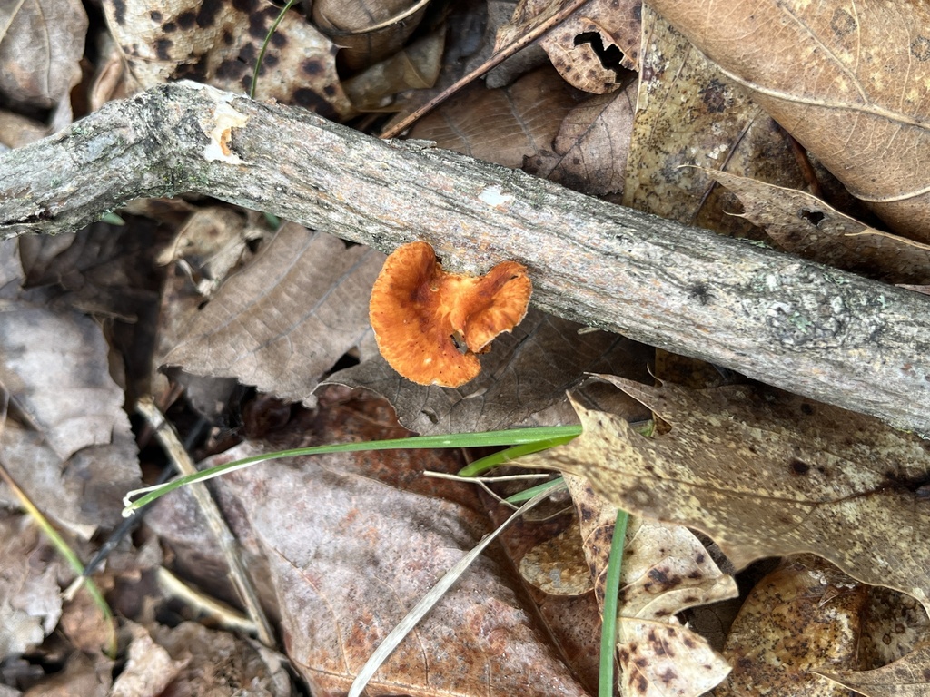 Neofavolus americanus · April 2026 · photo: © huntingbon (iNaturalist, cc0)