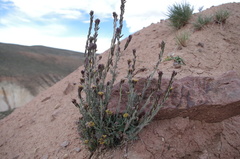 Descurainia athrocarpa