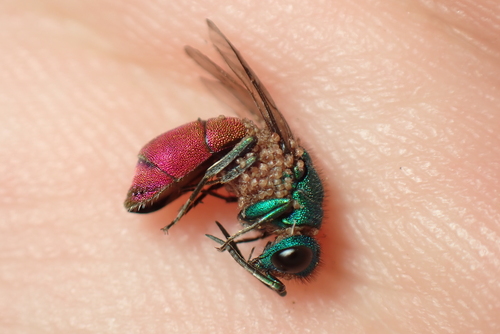 Chrysura rufiventris