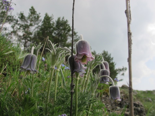 Image of Pulsatilla albana by (c) Grzegorz Grzejszczak, some rights reserved (CC BY-SA)