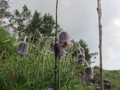 Pulsatilla albana