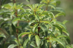 Heteropyxis natalensis