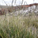 Festuca chrysophylla - Photo (c) danplant, some rights reserved (CC BY-NC), uploaded by danplant