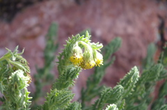 Senecio adenophyllus