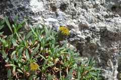 Senecio algens