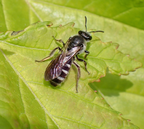 Ashy Furrow Bee, Oosterhout, photo 10 of 10