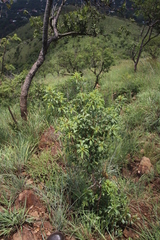 Heteropyxis natalensis