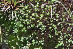 Cuatrecasasiella