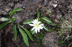 Hypochaeris taraxacoides