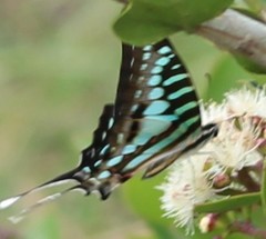 Graphium policenes