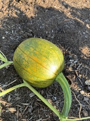 Cucurbita maxima maxima