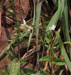 Lamiaceae