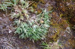Spergularia andina