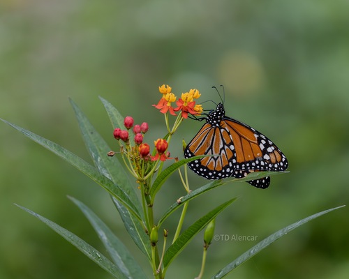 Southern Monarch
