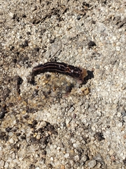 Limax maximus