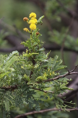 Vachellia