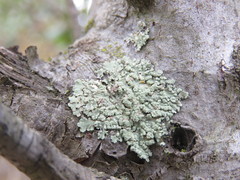 Physcia erumpens