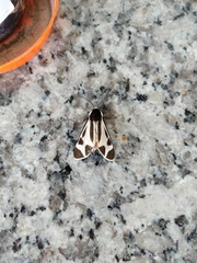 Dysschema centenaria