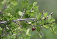 Erythroxylum delagoense