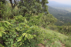 Erythroxylum delagoense