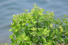 Baptisia nuttalliana