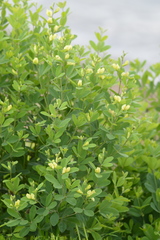 Baptisia nuttalliana