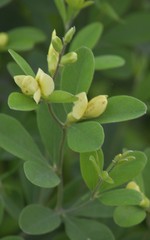 Baptisia nuttalliana