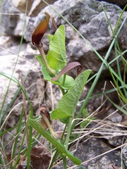 Aristolochia rotunda rotunda
