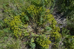 Euphorbia stepposa