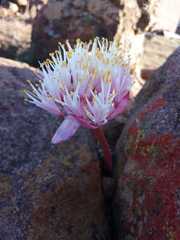 Haemanthus barkerae