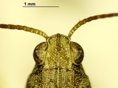 Tetrix ornata