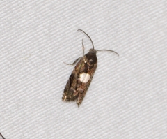 Cydia albimaculana
