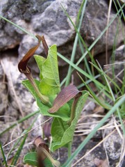Aristolochia rotunda rotunda