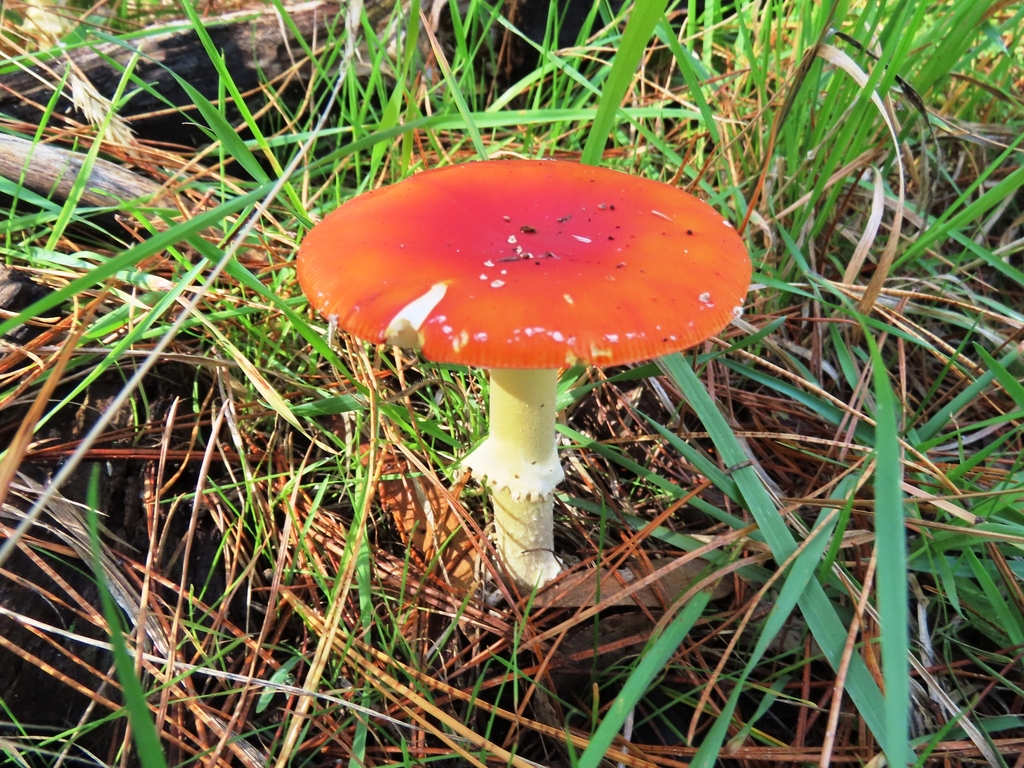 Amanita muscaria · April 2026 · photo: © cygnet (iNaturalist, cc-by)