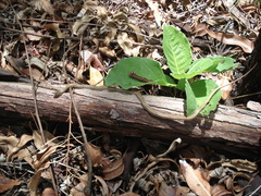 Philodryas nattereri