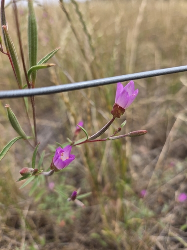 Clarkia franciscana, photograph 1