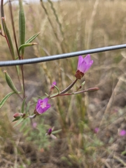 Clarkia franciscana