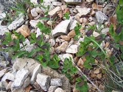 Aristolochia rotunda rotunda