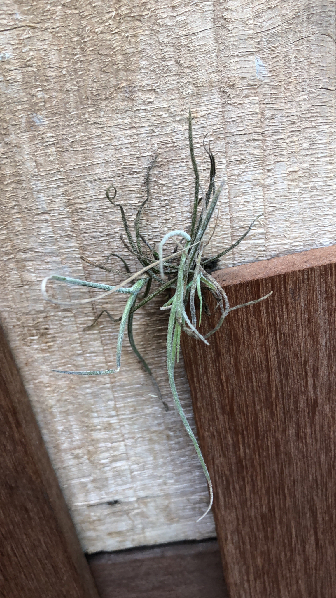 Tillandsia recurvata