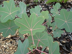 Manihot peltata