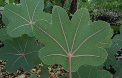 Manihot peltata