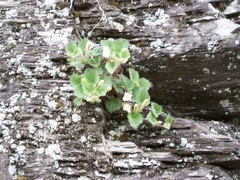 Asarina procumbens