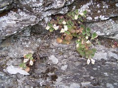 Asarina procumbens