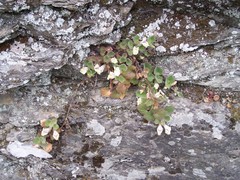 Asarina procumbens