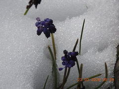Muscari inconstrictum