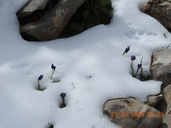Muscari inconstrictum