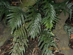 Asplenium appendiculatum appendiculatum